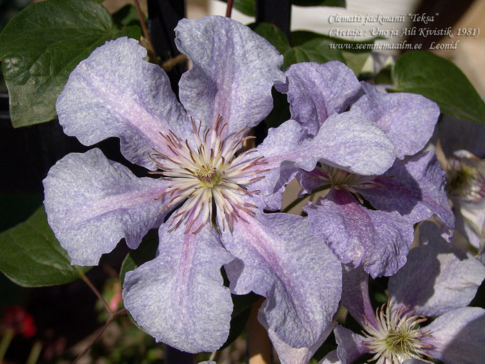 teksa - Comanda clematis in Polonia primavara 2012