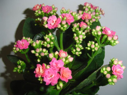 KALANCHOE