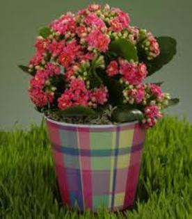 images - Kalanchoe blossfeldiana