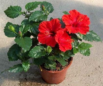 Trandafirul-japonez-trandafirul-de-China-sau-Hibiscus