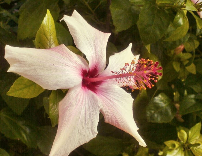 hibiscus