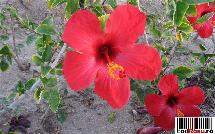 flori-rosii_hibiscus - HIBISCUSI