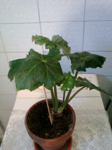 begonia fasciculata; 21 ian 2012
