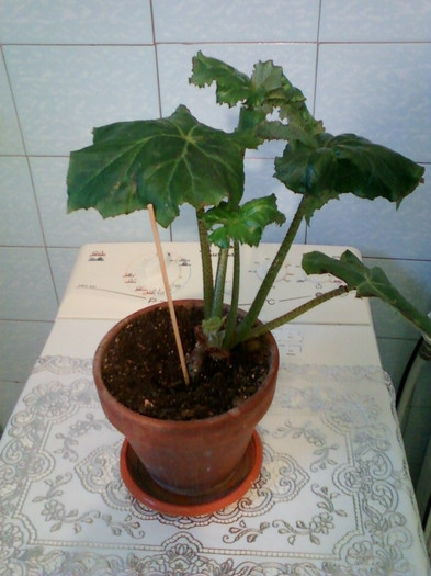 21 ian 2012 016 21 ian 2012 016