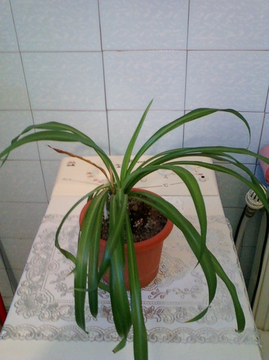 chlorophytum comosum-crin verde, voalul miresei; 21 ian 2012
