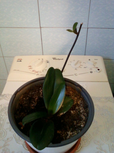 21 ian 2012 005 - orhidee galbena