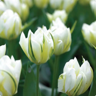 tulipa-fosteriana - LALEA