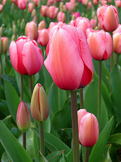 250px-Tulip_-_floriade_canberra - LALEA