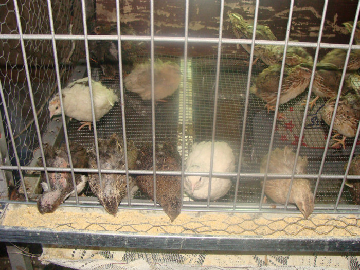 DSC06559 - Foto prepelite