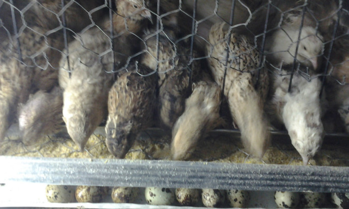 Picture 035 - Foto prepelite