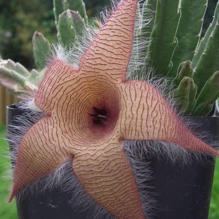 Stapelia - flori