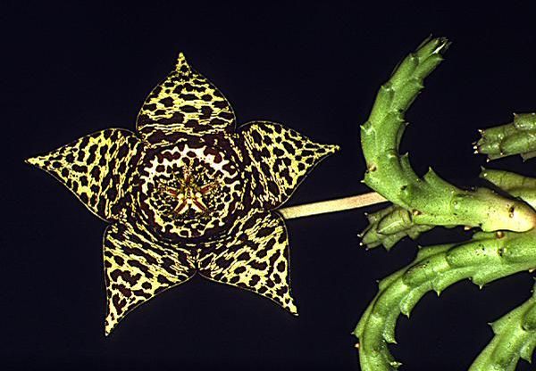 Stapelia_variegata