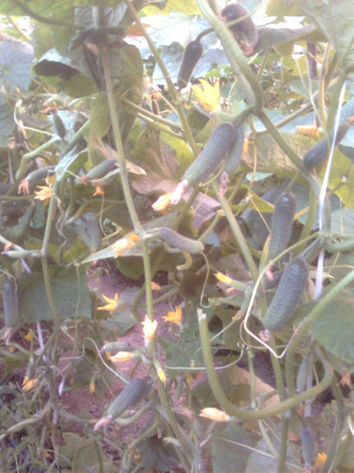 Image0203 - legume