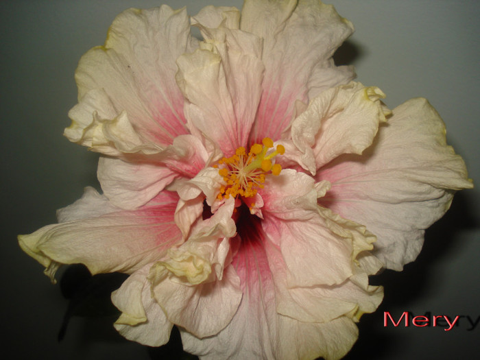 a doua floricica...21.01.2012 - HIBISCUS 2012