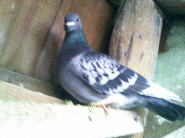 Pic_1221_111 - porumbeii