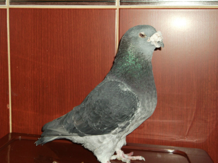 2006 m - porumbei 2011