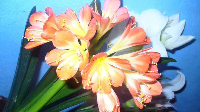 P1020692 - clivia lui Gaby -de vanzare