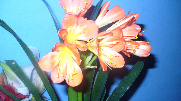 P1020697 - clivia lui Gaby -de vanzare