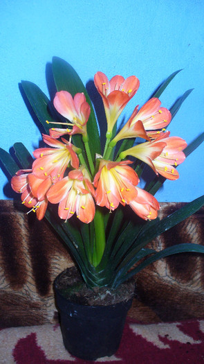 P1020698 - clivia lui Gaby -de vanzare