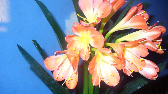 P1020700 - clivia lui Gaby -de vanzare