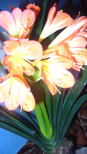 P1020703 - clivia lui Gaby -de vanzare