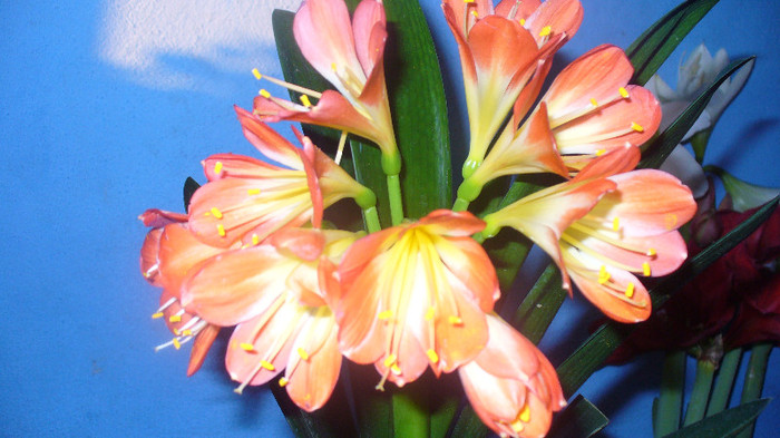 P1020705 - clivia lui Gaby -de vanzare