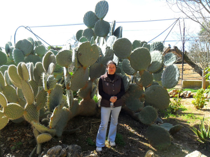cactusi - diverse