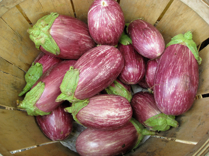 Eggplant Listada de gandia
