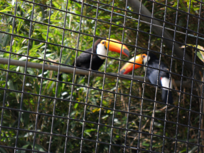 toucan: foarte timizi - diverse