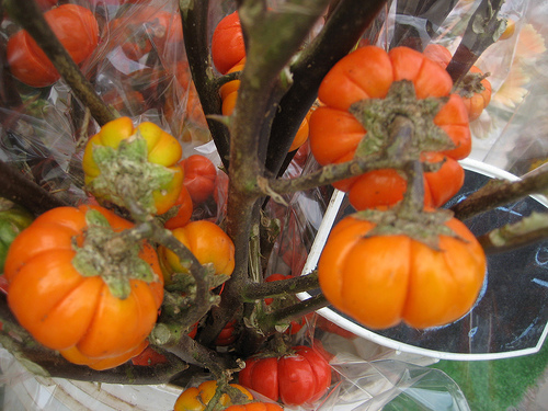 Pumpkin Tree - z - Legume Asiatice