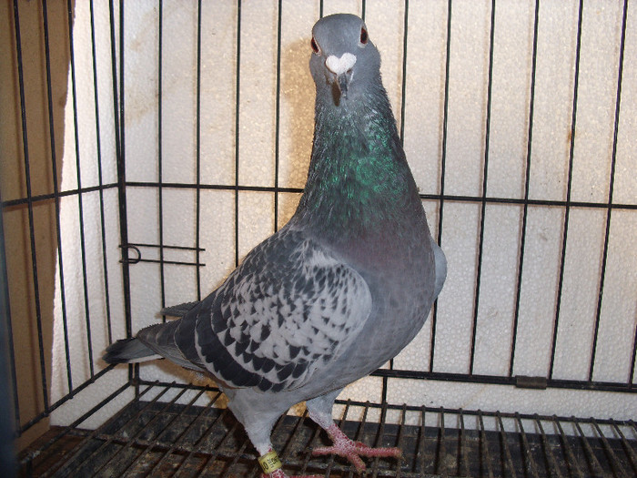 PUI PORUMBEI UNGARIA 2011