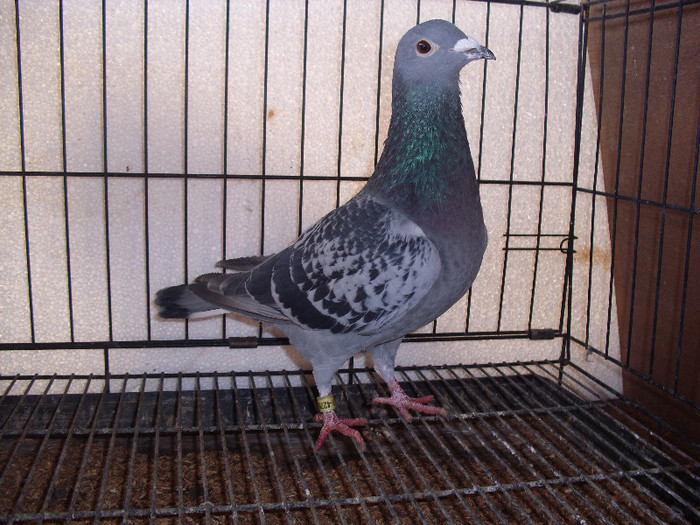 PUI PORUMBEI UNGARIA 2011