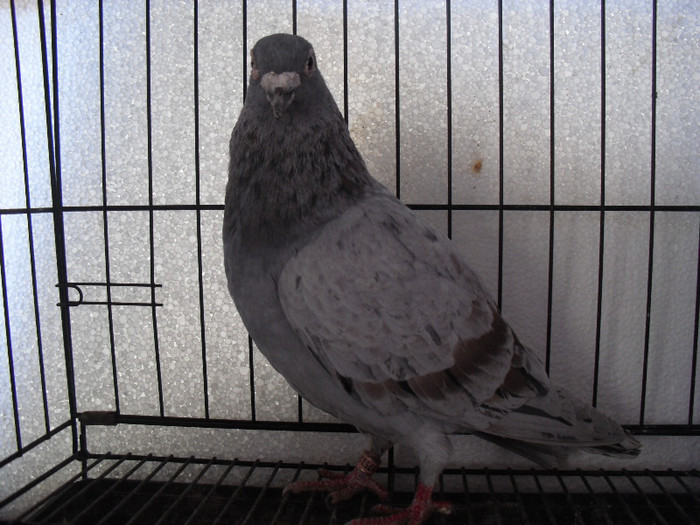 MULEMANS +VAN ROI olandez vindut