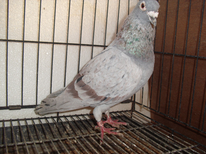 MULEMANS +VAN ROI olandez vindut