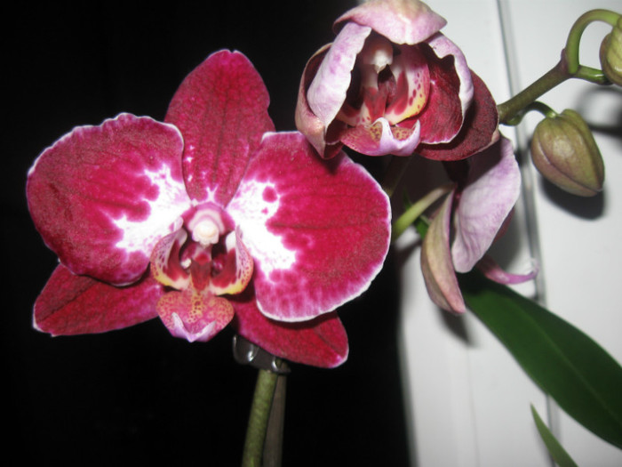 031 - Phalaenopsis