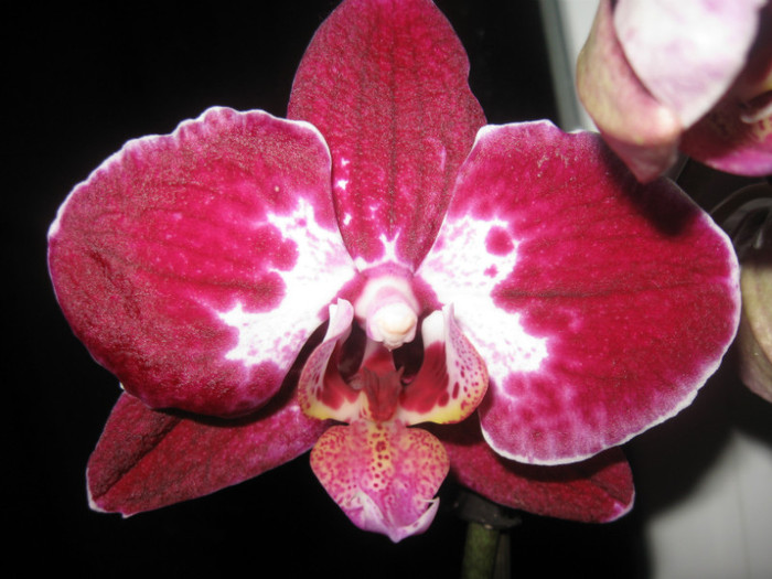 032 - Phalaenopsis