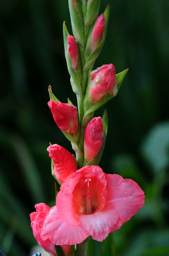 gladiole_zum_geburtstag - Gladiole