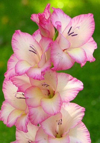 Gladiole-din-gradina - Gladiole