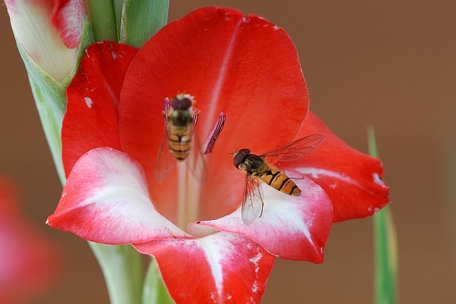 gladiole-mademoiselle-de-paris-6586a - Gladiole