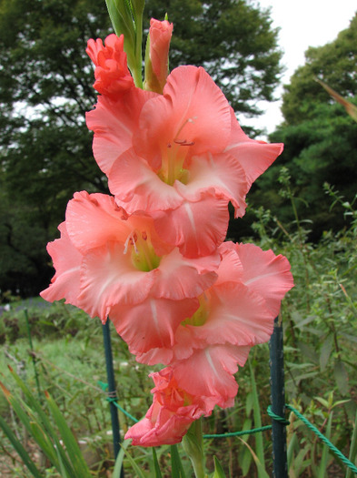 Japan_Gladiole - Gladiole