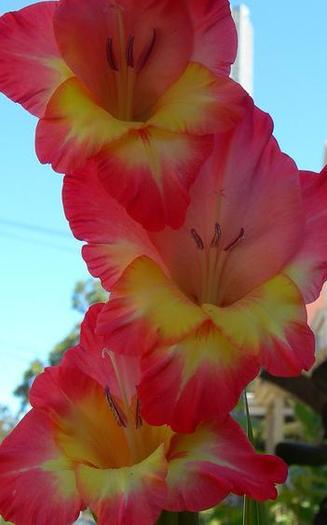 mieczyk-mieczyki-gladiola-8211-gladiolus_4001 - Gladiole