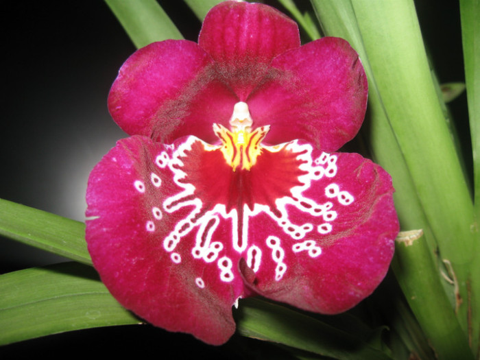 036 salvata si reinflorita ianuarie 2012 - Alte specii de orhidee