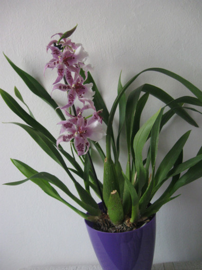 042 - Alte specii de orhidee