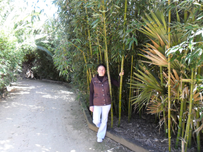 printre bambusi - diverse
