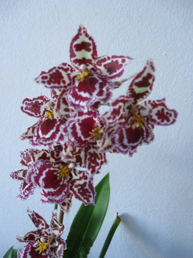 010 ianuarie 2012 - Alte specii de orhidee