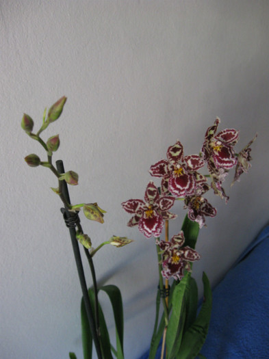 013 - Alte specii de orhidee