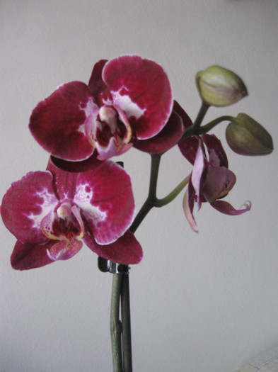 001 achizitionata ianuarie 2012 - Phalaenopsis