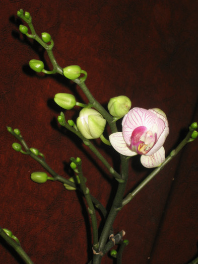 005 reinflorita ianuarie 2012 - Phalaenopsis