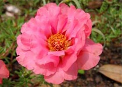 Portulaca-grandiflora