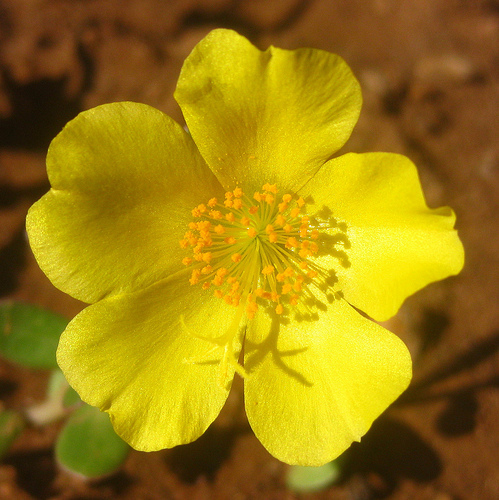 floare-de-piatra - FLORI DE PIATRA